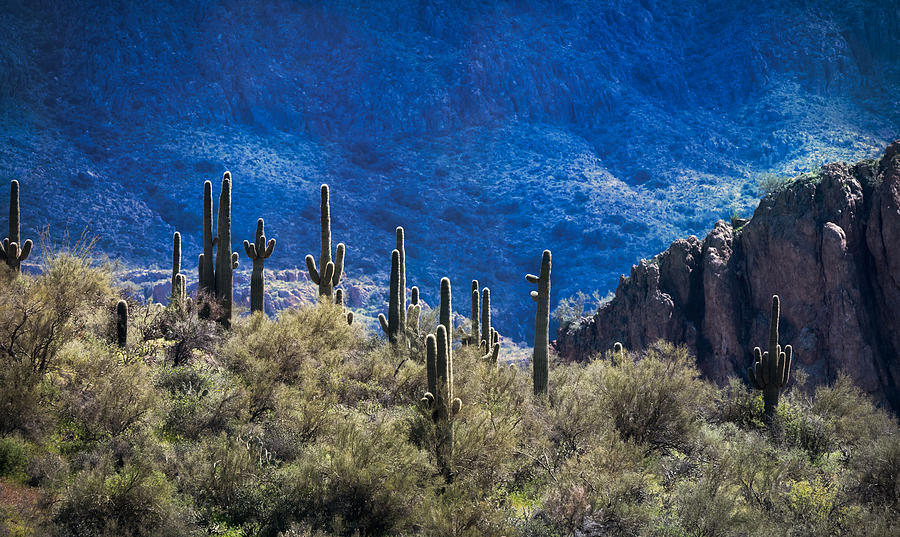 The Sonoran Sentinels  #1 Photograph by Saija Lehtonen