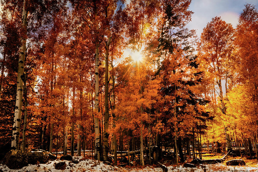 The Splendor of Autumn #3 Photograph by Saija Lehtonen