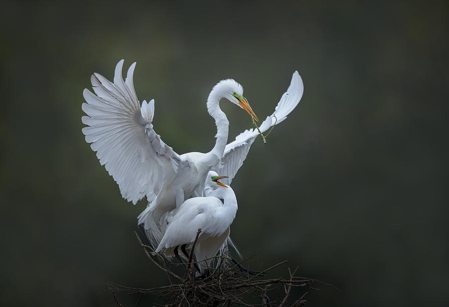 Egret Photograph - The Spring Story (7) #1 by Sheila Xu