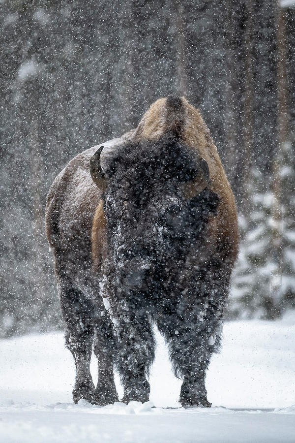 Bison Photograph - The Stance by Russell Cody Bison Photograph - The Stance by Russell Cody