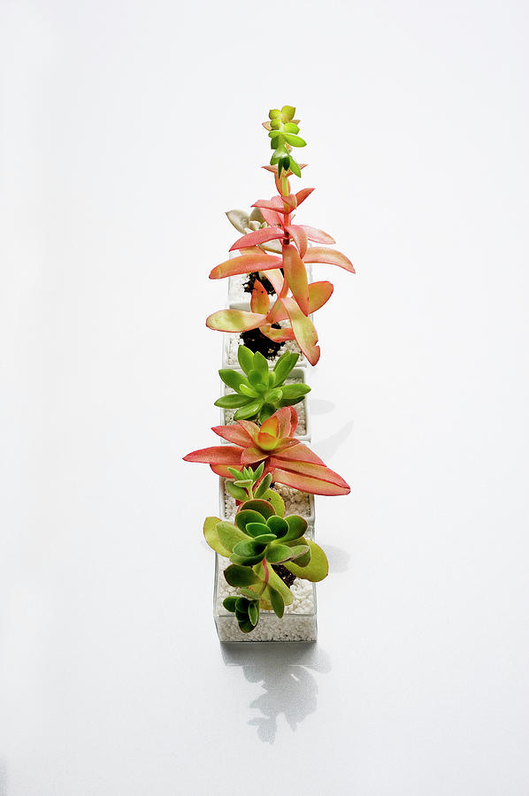 The Succulent Plants Of The Various #1 Photograph by Yagi Studio