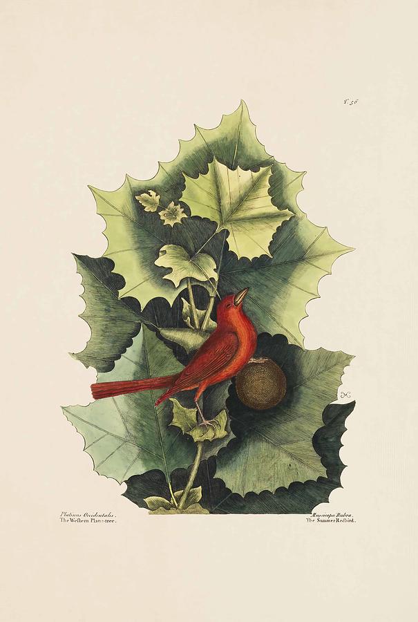Mark Catesby Painting - The Summer Red Bird The Western Plane Tree The Natural Histo by Mark Catesby Mark Catesby Painting - The Summer Red Bird The Western Plane Tree The Natural Histo by Mark Catesby