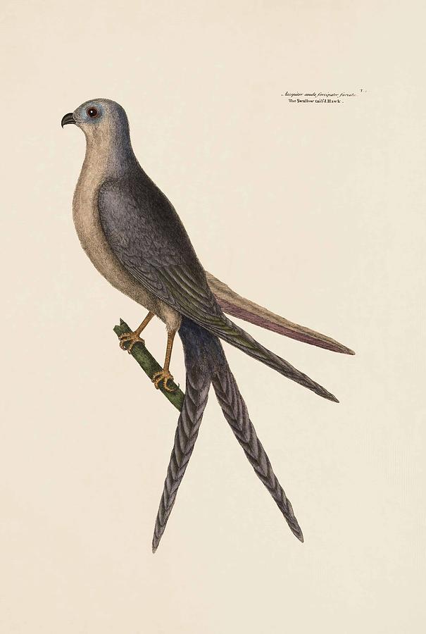 Mark Catesby Painting - The Swallow Tail Hawk The Natural History Of Carolina Florida And The Bahama Isl by Mark Catesby Mark Catesby Painting - The Swallow Tail Hawk The Natural History Of Carolina Florida And The Bahama Isl by Mark Catesby