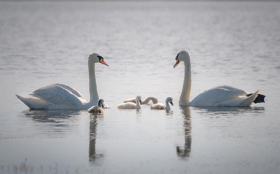 The Swan Family #1 Photograph by Li Jian