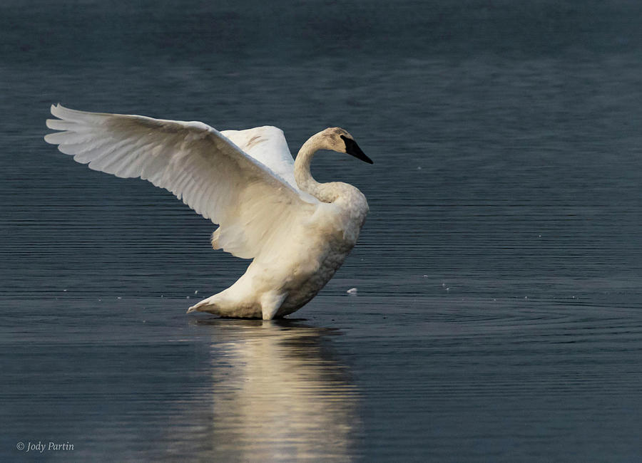 The Swan Photograph by Jody Partin - Fine Art America