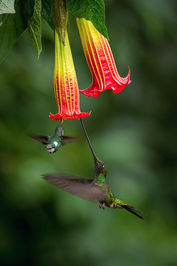 Bird Photograph - The Sword-billed Hummingbird, Ensifera Ensifera #1 by Petr Simon