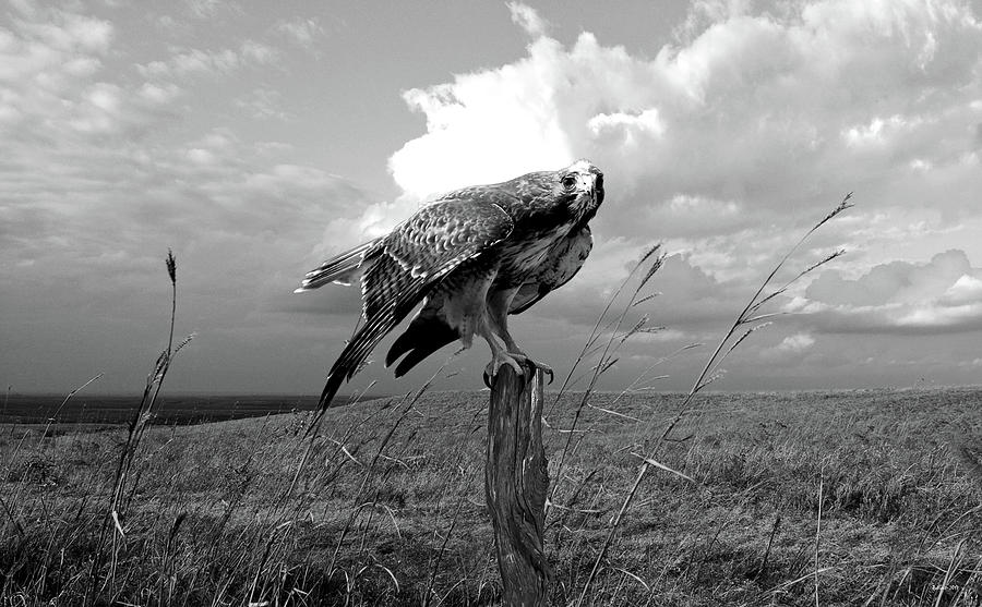 Steve Mcqueen Photograph - The Tall Grass Prairie, Kansas, Red Tailed Hawk #2 by Thomas Pollart