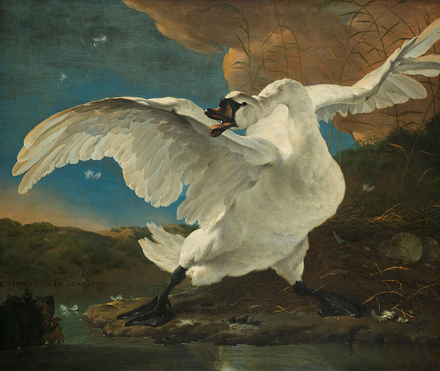 The Threatened Swan, from circa 1650 Painting by Jan Asselijn