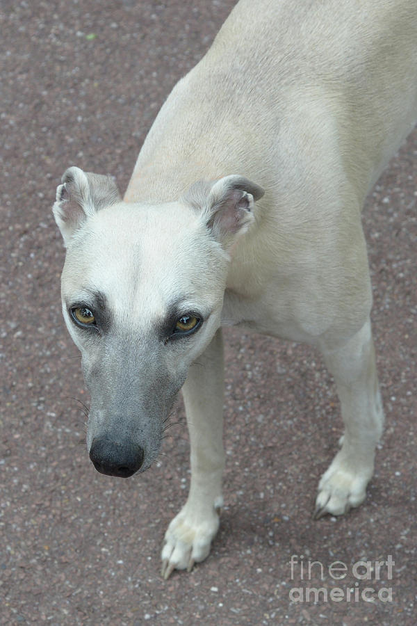The Whippet Photograph