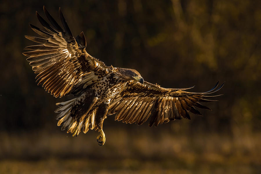 Bird Photograph - The White-tailed Eagle, Haliaeetus Albicilla #1 by Petr Simon