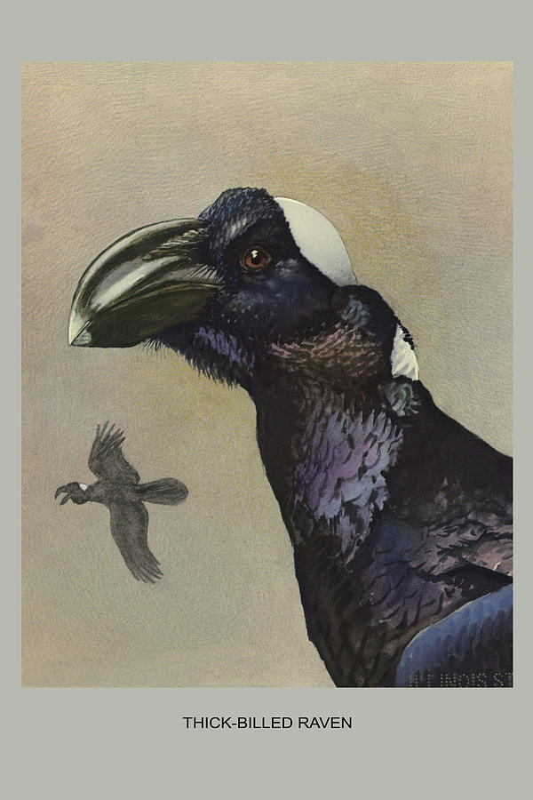 Thick Billed Raven #1 Painting by Louis Agassiz Fuertes