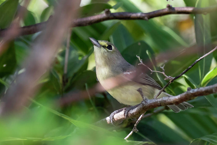 Thick-billed Vireo by Thomas Kallmeyer Thick-billed Vireo by Thomas Kallmeyer