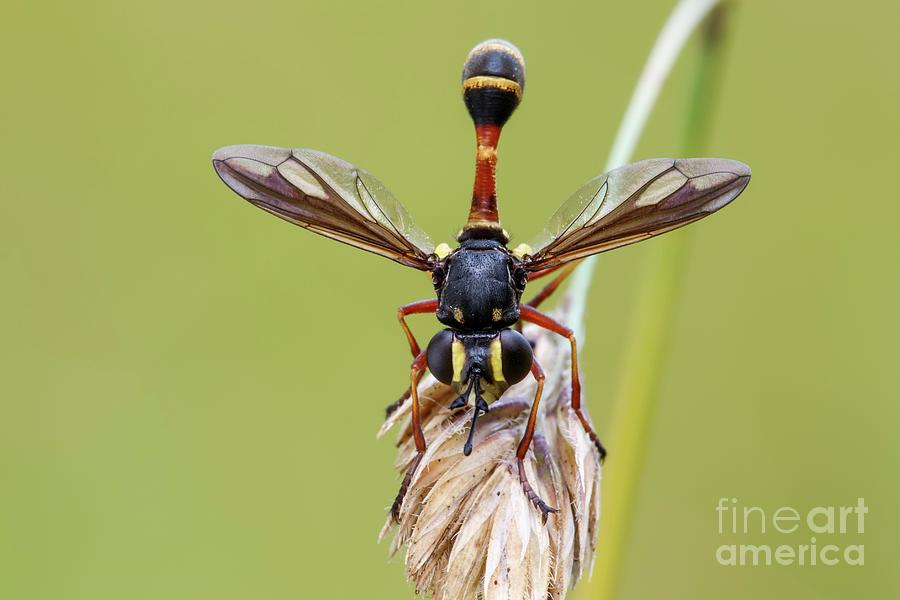 Thick Headed Fly #1 Photograph by Heath Mcdonald/science Photo Library
