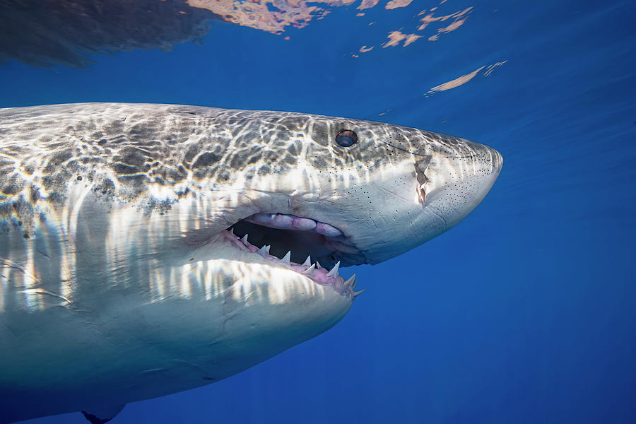 This Great White Shark  Carcharodon #1 Photograph by Dave Fleetham