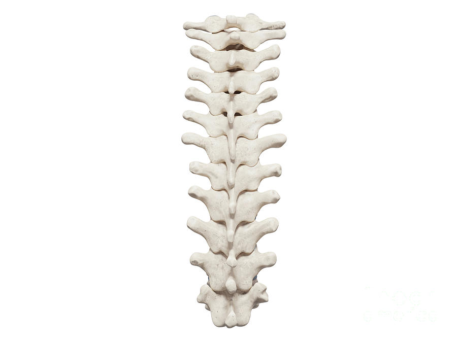 Illustration Photograph - Thoracic Spine #1 by Medical Graphics/michael Hoffmann/science Photo Library