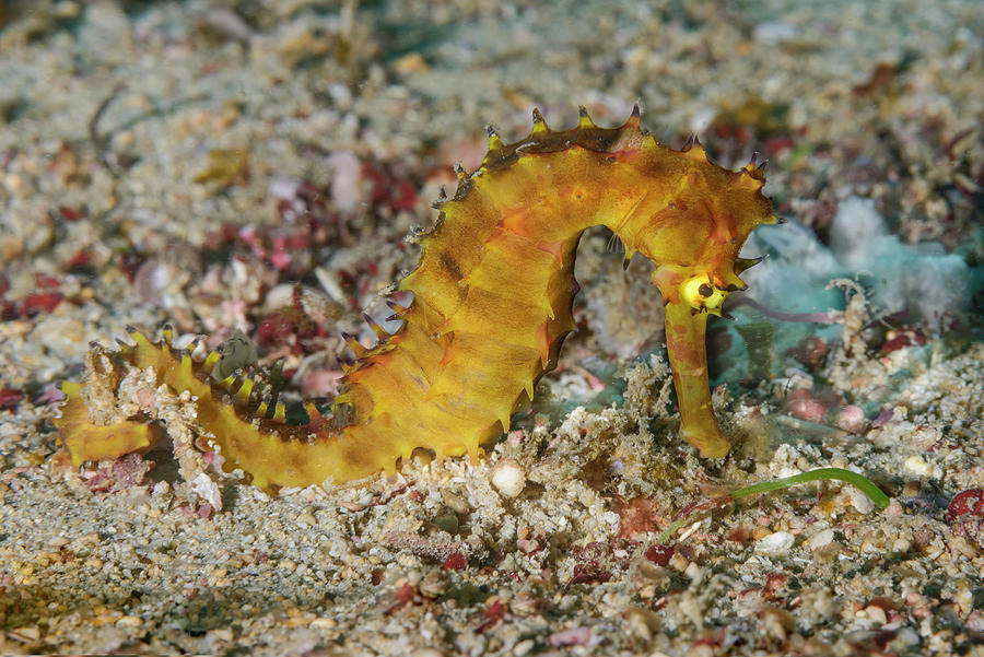 Thorny Seahorse #1 Photograph by Andrew Martinez