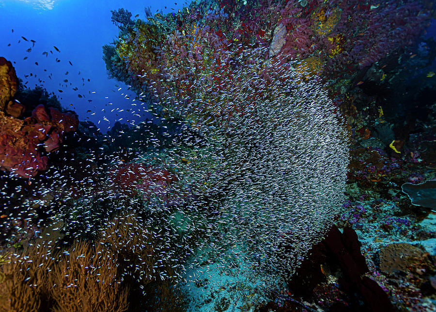 Thousands Of Tiny Fish Amongst A Reef #1 Photograph by Bruce Shafer