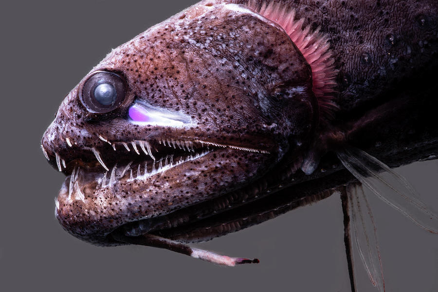 Threadfin Dragonfish, Echiostoma #1 Photograph by Dante Fenolio