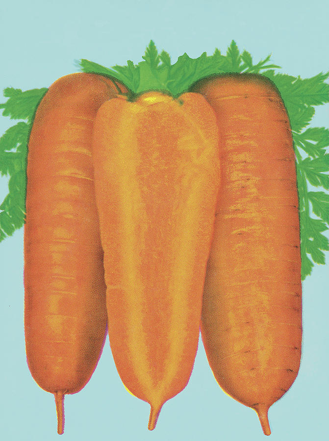 Carrot Drawing - Three Carrots #1 by CSA Images