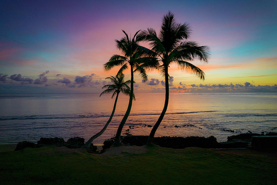 Three Coconut Palm Tree, Sunrise Photograph By Douglas Peebles - Fine 