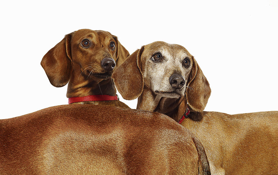 Three Dachshund Dogs #1 Photograph by Gandee Vasan