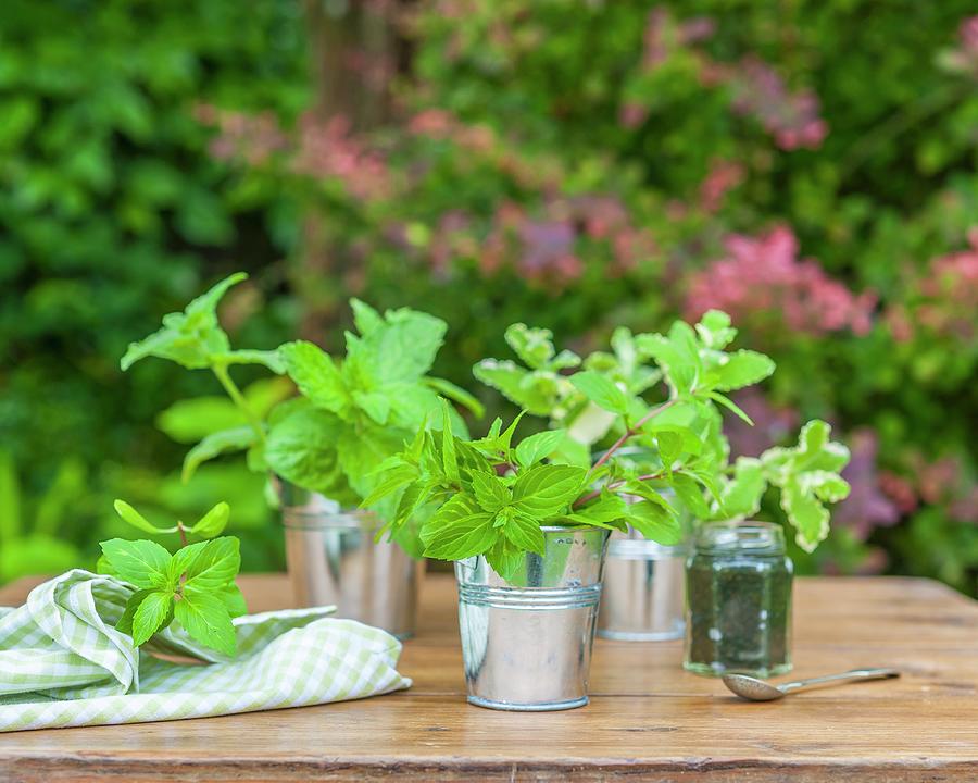 Three Different Types Of Mint In Tin Buckets On A Wooden Table In A Garden #1 Photograph by The Studio Collection