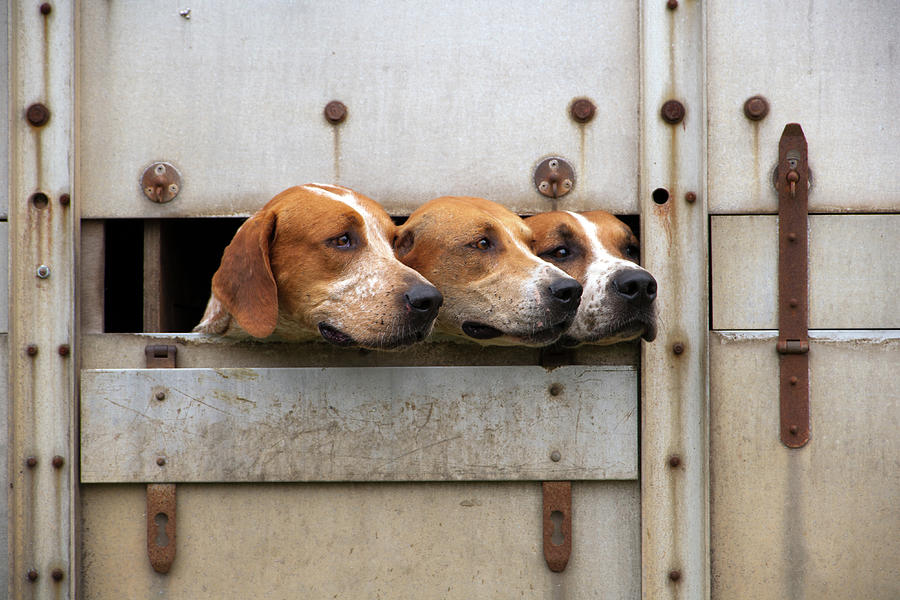 Three foxhounds #1 Photograph by Seeables Visual Arts