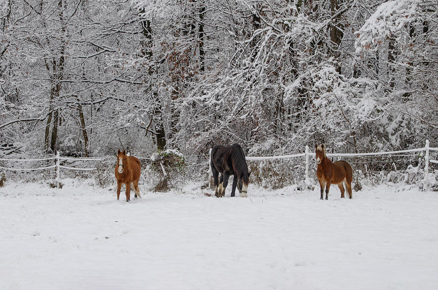 Three Horses in the Snow #1 Photograph by Bill Cannon