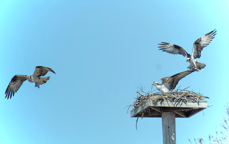 Three osprey in a nest #1 Photograph by Cordia Murphy