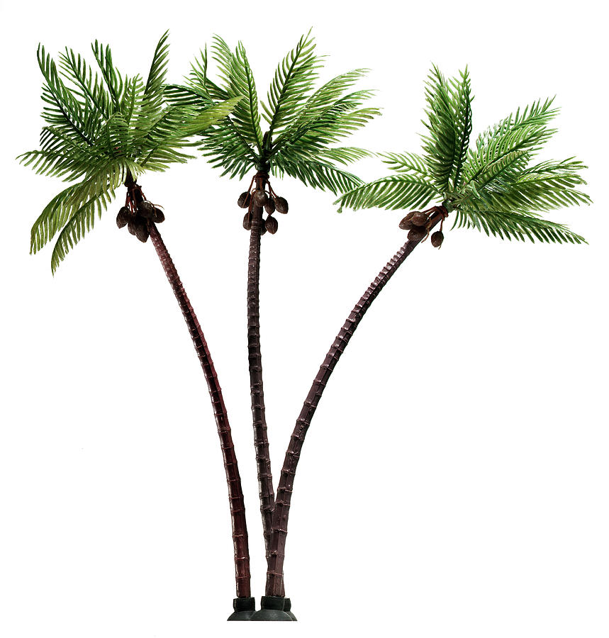 Nature Drawing - Three Palm Trees #1 by CSA Images