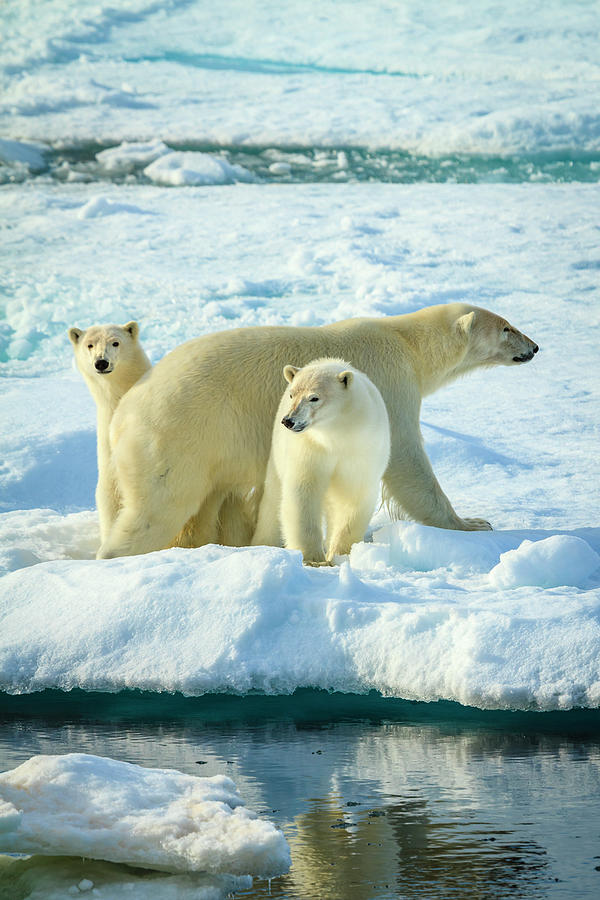 Three Polar Bears (ursus Maritimus) Photograph by Ralph Lee Hopkins ...