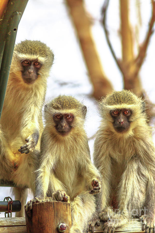 Three Vervet Monkey #1 Photograph by Benny Marty