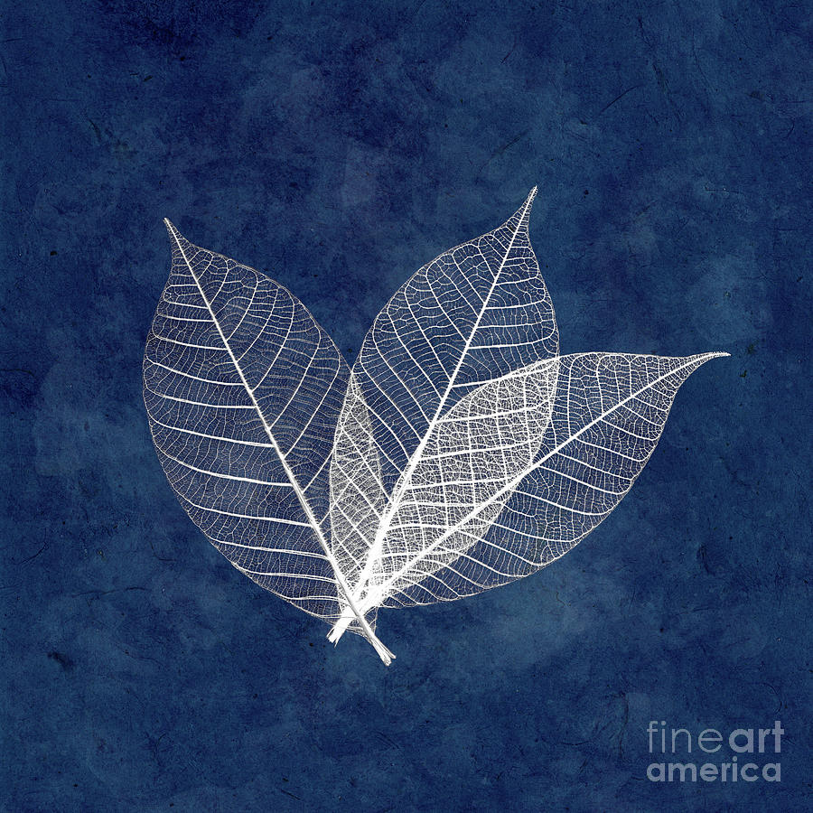 Three white leaves on blue Photograph by Delphimages Photo Creations