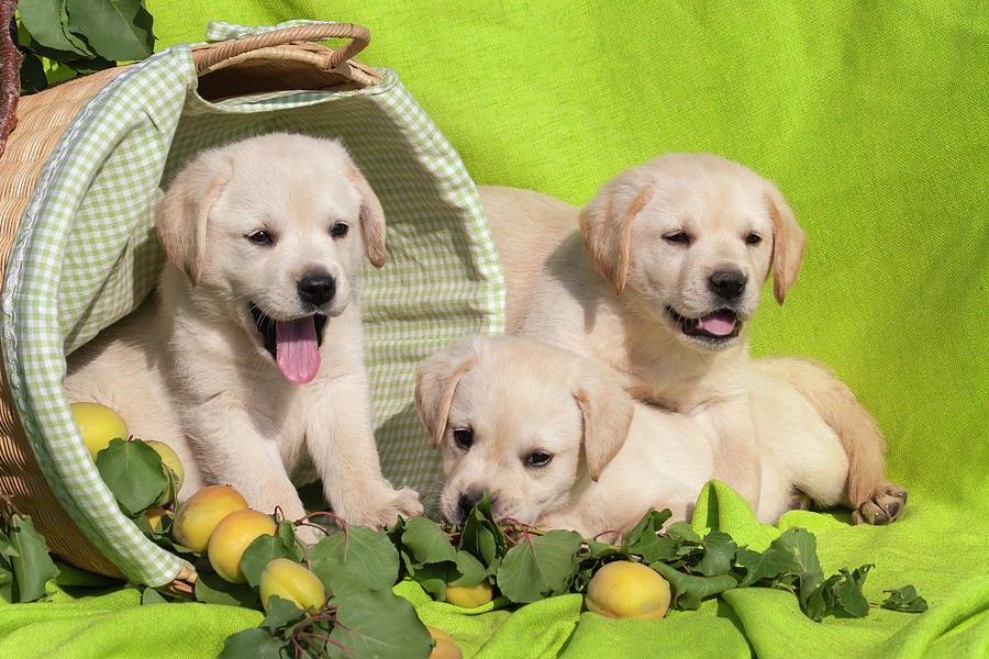 yellow puppies