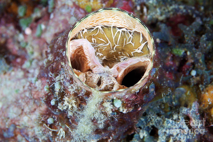 Nature Photograph - Thylacodes Mollusc #1 by Alexander Semenov/science Photo Library