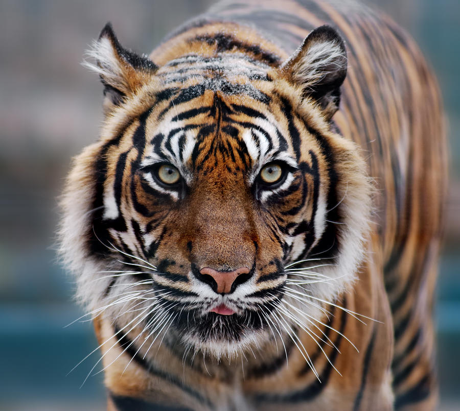 Tiger Photograph by Freder