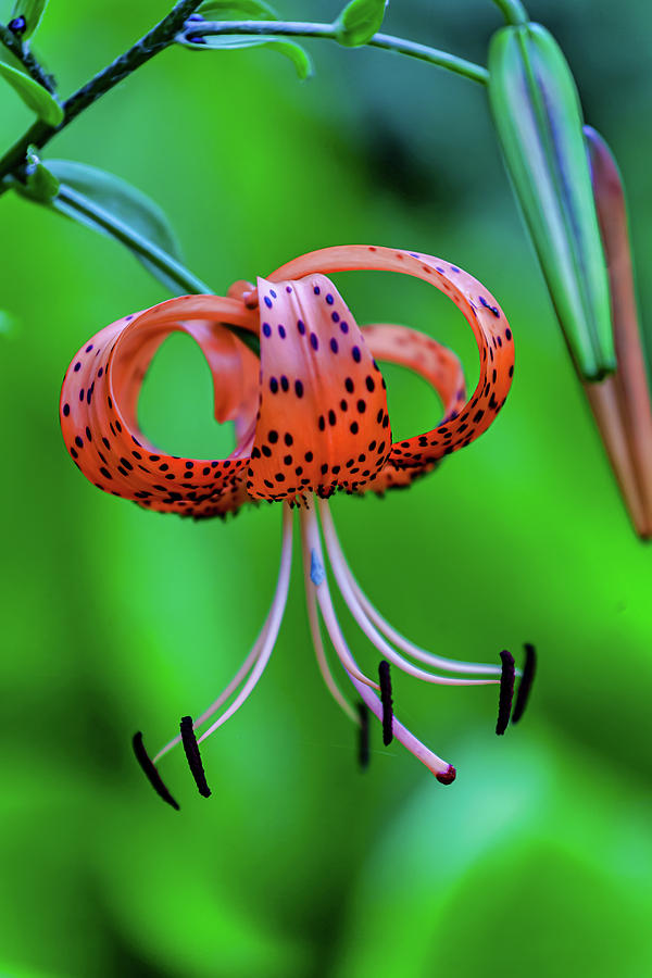 Tiger Lily #1 Photograph by Robert Ullmann