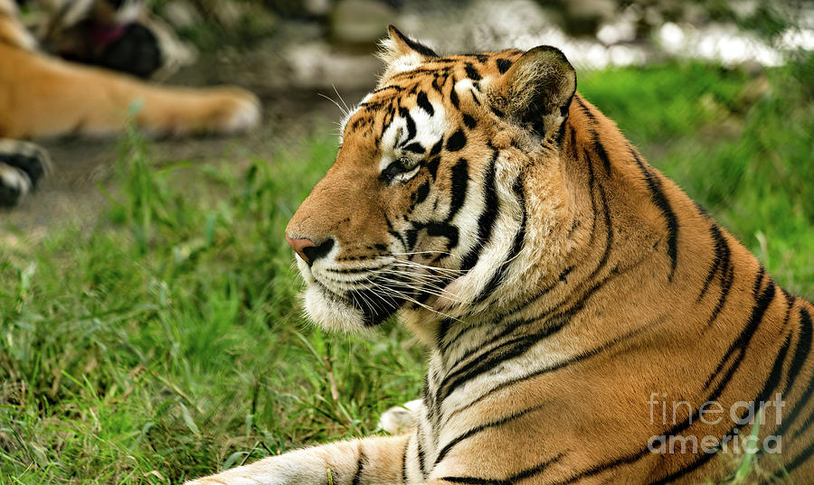 Tiger portrait #1 Photograph by Sam Rino