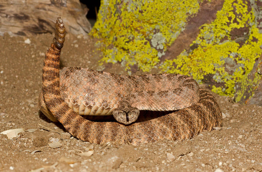 Tiger Rattlesnake #1 Photograph by James Zipp