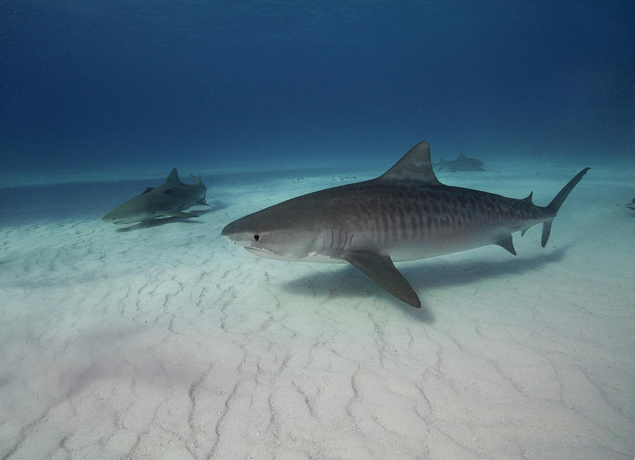 Tiger Shark On White Sand Beach #1 Photograph by Alastair Pollock Photography