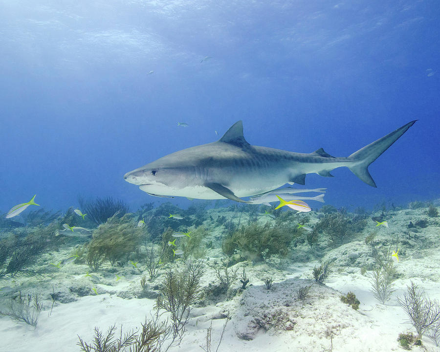 Tiger Shark Swimming Over Reef, Tiger Photograph by Brent Barnes - Pixels