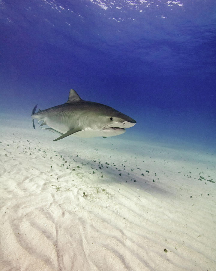 Tiger Shark Swimming Over Rippled Sand #1 Photograph by Brent Barnes