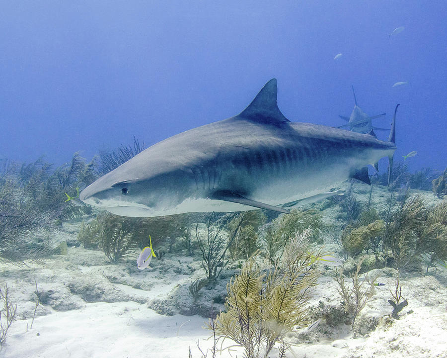 Tiger Shark With Great Hammerhead Photograph by Brent Barnes - Fine Art ...