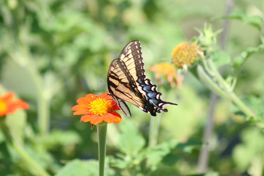 Tiger swallowtail 2019 I Photograph by Darren Dwayne Frazier - Fine Art ...