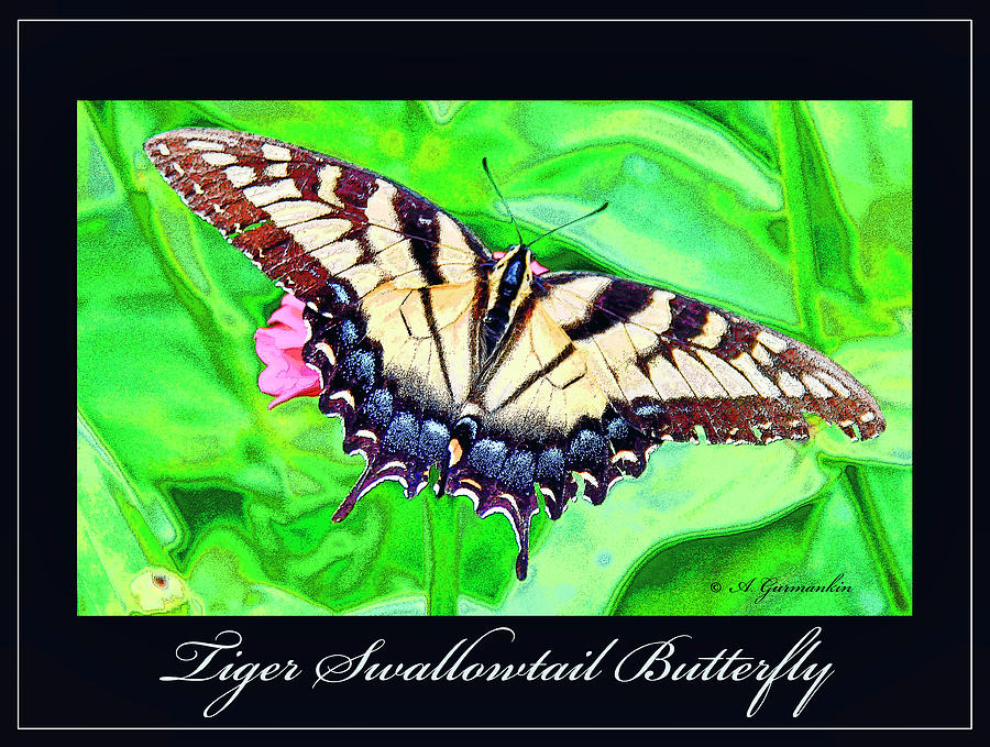 Tiger Swallowtail Butterfly  #1 Photograph by A Macarthur Gurmankin