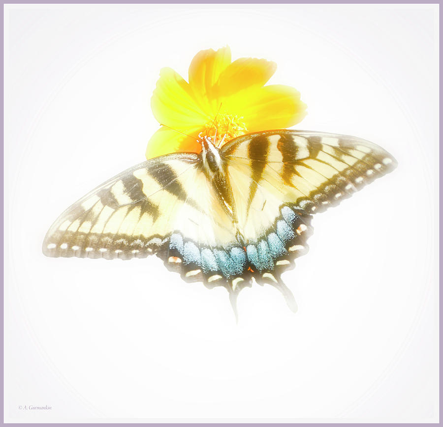 Tiger Swallowtail Butterfly, Cosmos Flower #2 Digital Art by A Macarthur Gurmankin