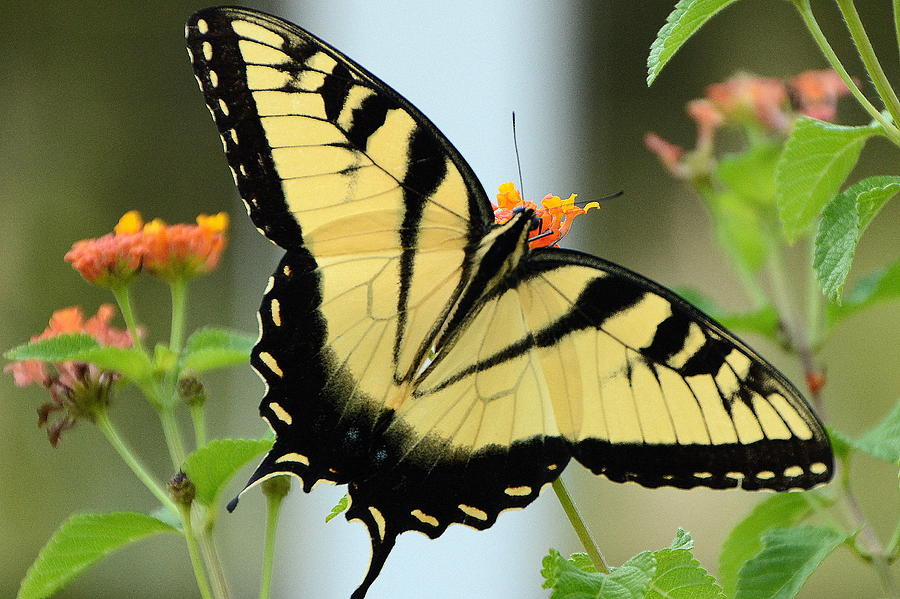 Tiger Swallowtail #1 Photograph by Charlotte Schafer