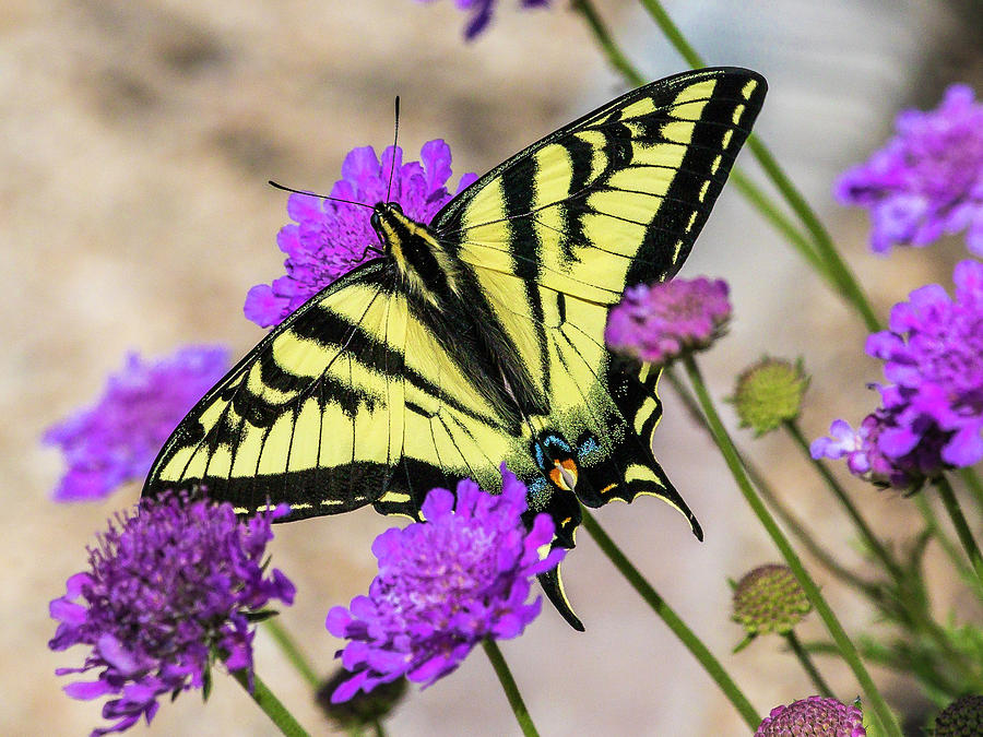Tiger Swallowtail #1 Photograph by Mark Mille