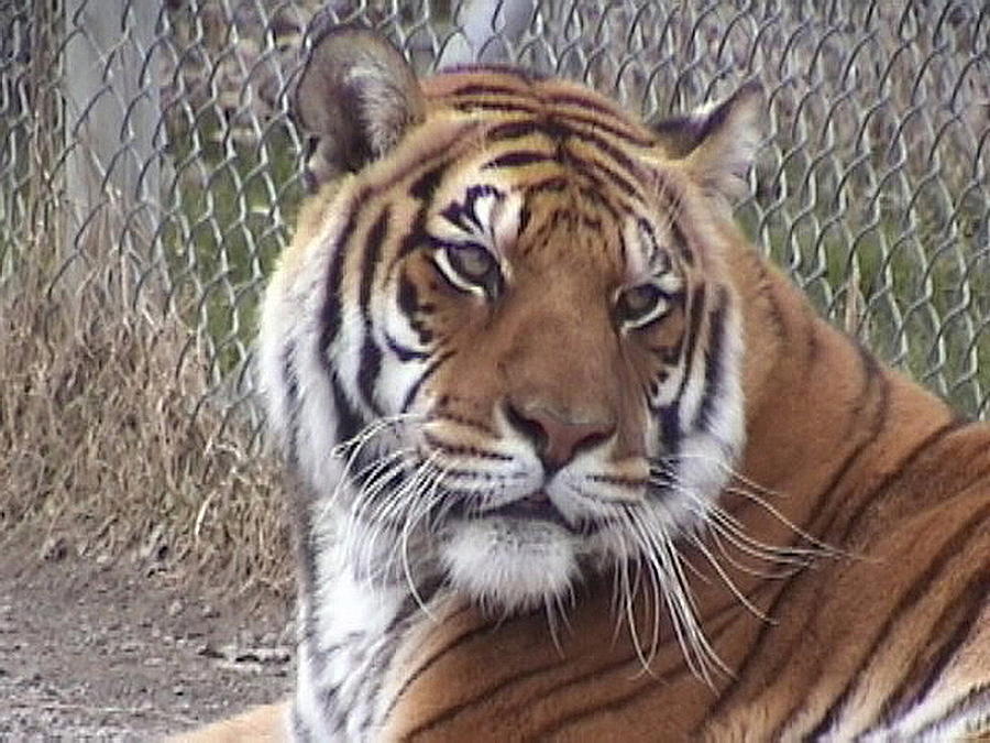 2005 Tigerlily Photograph by Barbara Keith