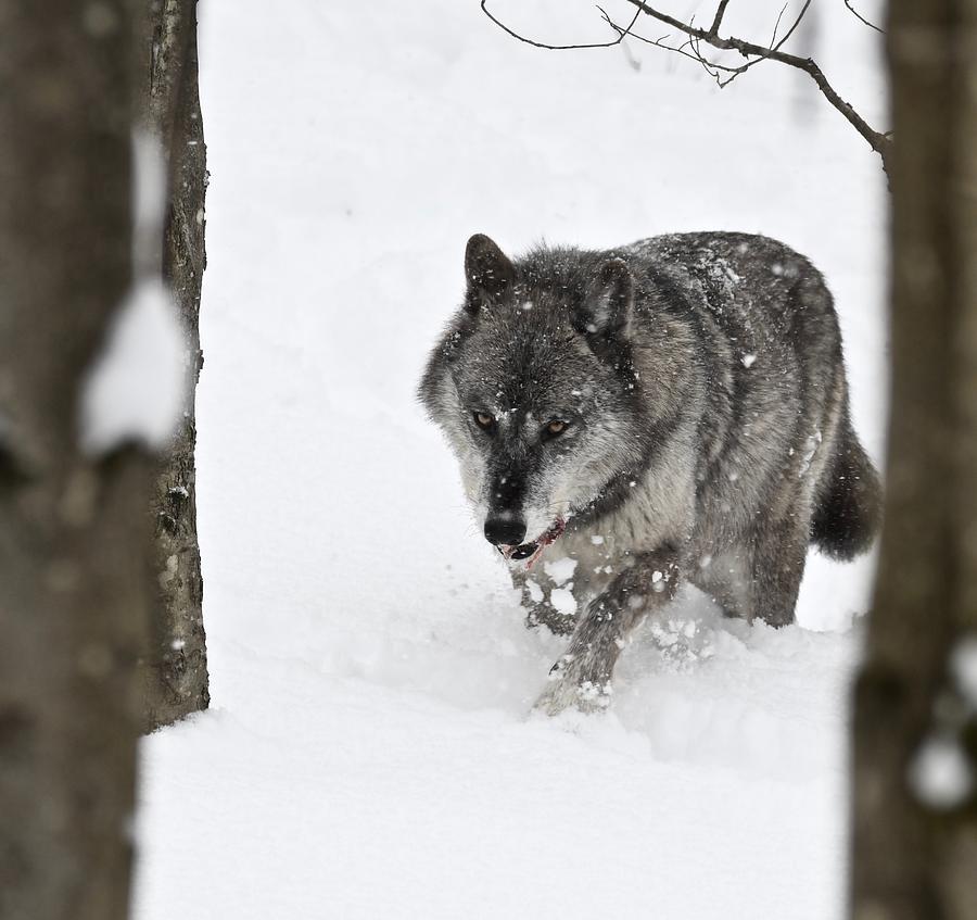 Timber Wolf #1 Photograph by Jeffrey PERKINS